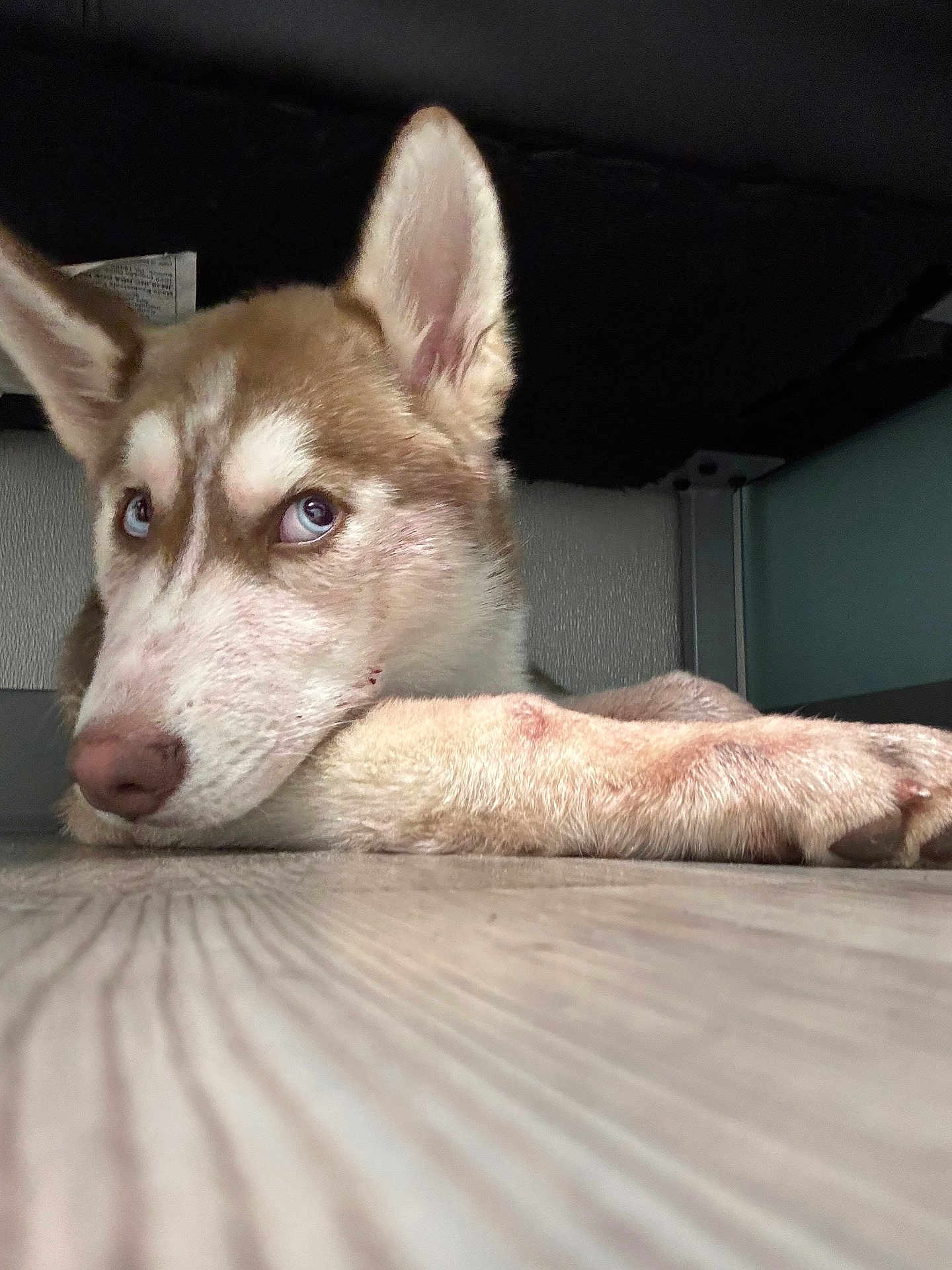 Axel is registered to the contest to win money with this photo: dog, husky, pet, animal, lying_down, blue_eyes, floor, wood_floor, indoor, resting, paw, close_up, fur, ears, canine, cute, looking_sideways, muzzle, domestic_animal, quiet