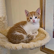 Finn is registered to the contest to win money with this photo: kitten, cat, orange_and_white, pet, indoor, cat_hammock, scratching_post, furniture, curious, young_cat, animal, cute, portrait, whiskers, ears, fur, domestic_cat, resting, cozy, soft_texture