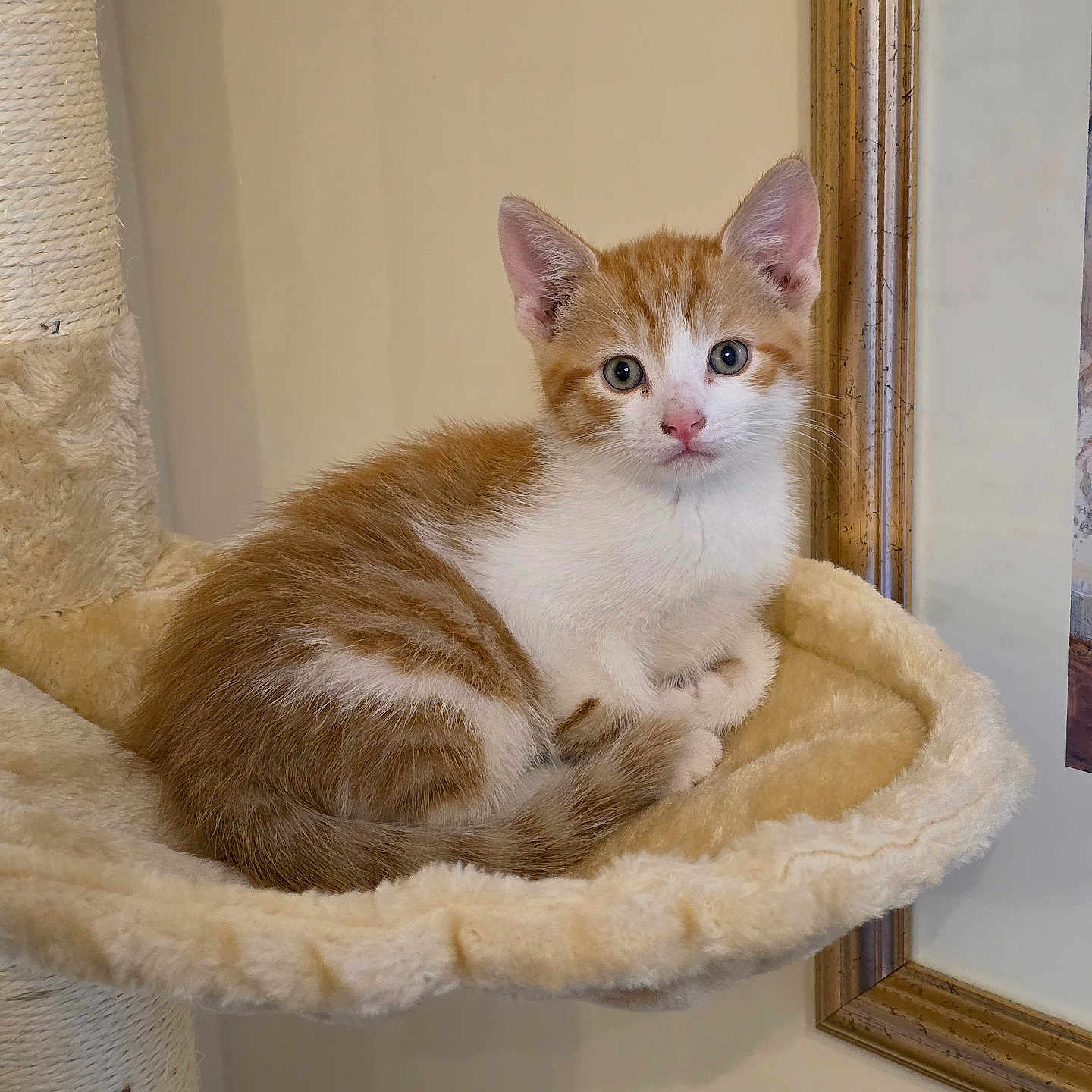 Finn is registered to the contest to win money with this photo: animal, cat, cat_hammock, cozy, curious, cute, domestic_cat, ears, fur, furniture, indoor, kitten, orange_and_white, pet, portrait, resting, scratching_post, soft_texture, whiskers, young_cat