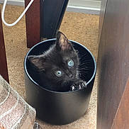 Billie joined the competition — help win amazing prizes! kitten, black_cat, container, claws, carpet, furniture, blue_eyes, curious, cute, pet, animal, indoor, small, young, playful, domestic_cat, closeup, looking_up, paw, household