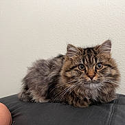 Toby is registered to the contest to win money with this photo: cat, kitten, tabby, fluffy, pet, animal, feline, whiskers, ears, eyes, cute, domestic, resting, cushion, indoor, fur, young, portrait, looking, cozy