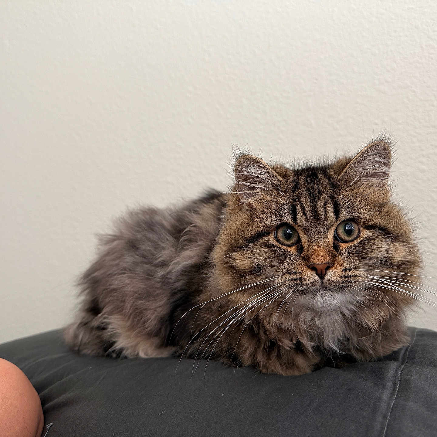 Toby is registered to the contest to win money with this photo: animal, cat, cozy, cushion, cute, domestic, ears, eyes, feline, fluffy, fur, indoor, kitten, looking, pet, portrait, resting, tabby, whiskers, young