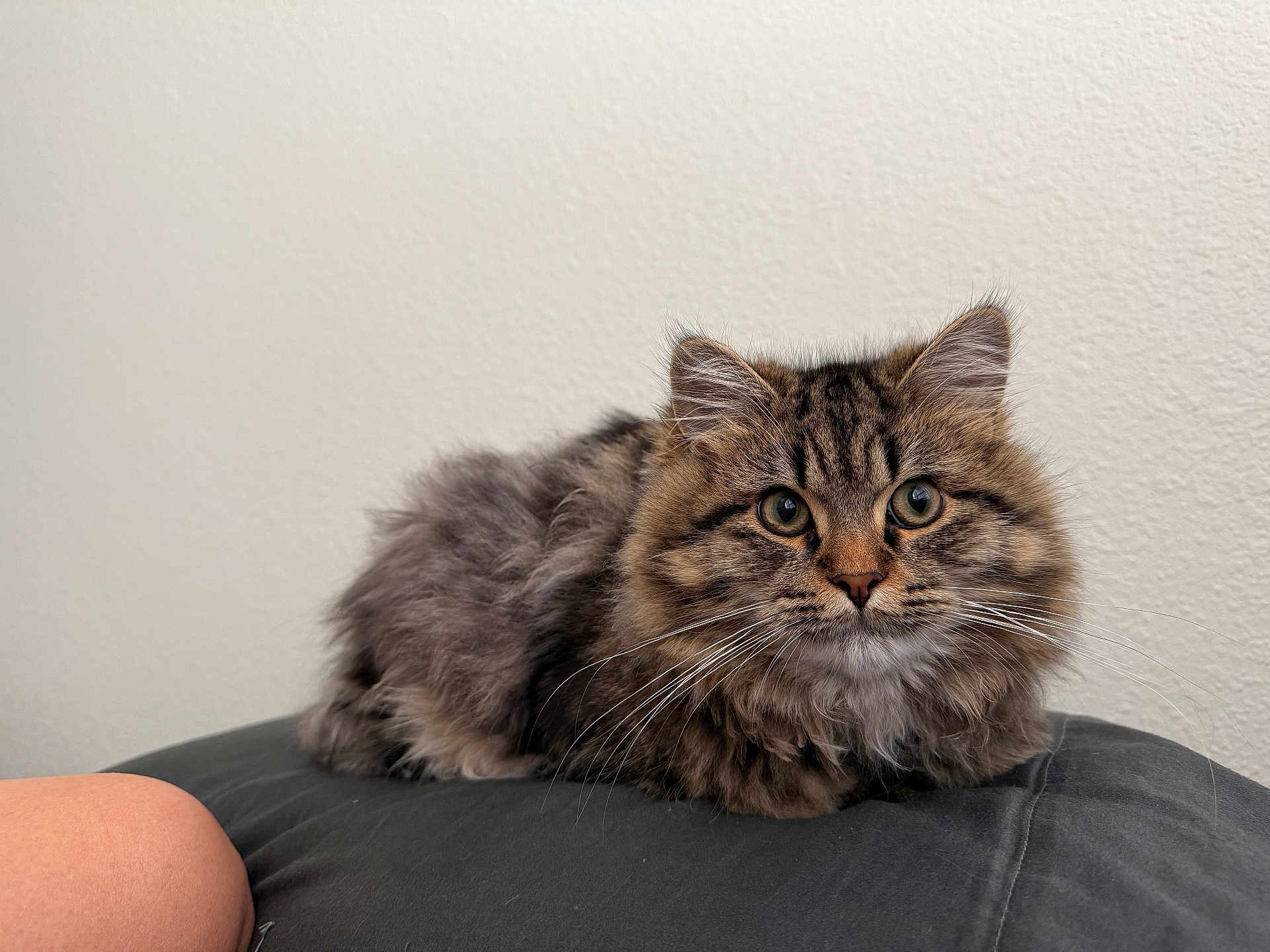 Toby is registered to the contest to win money with this photo: cat, kitten, tabby, fluffy, pet, animal, feline, whiskers, ears, eyes, cute, domestic, resting, cushion, indoor, fur, young, portrait, looking, cozy