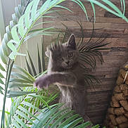 Ava a rejoint le concours — aidez-le/la à gagner de superbes lots ! kitten, cat, gray_cat, plant, indoor, leaf, greenery, paw, curious, pet, feline, young_animal, wooden_wall, natural_light, home, cute, animal, playful, closeup, texture