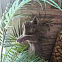 kitten, cat, gray_cat, plant, indoor, leaf, greenery, paw, curious, pet, feline, young_animal, wooden_wall, natural_light, home, cute, animal, playful, closeup, texture
