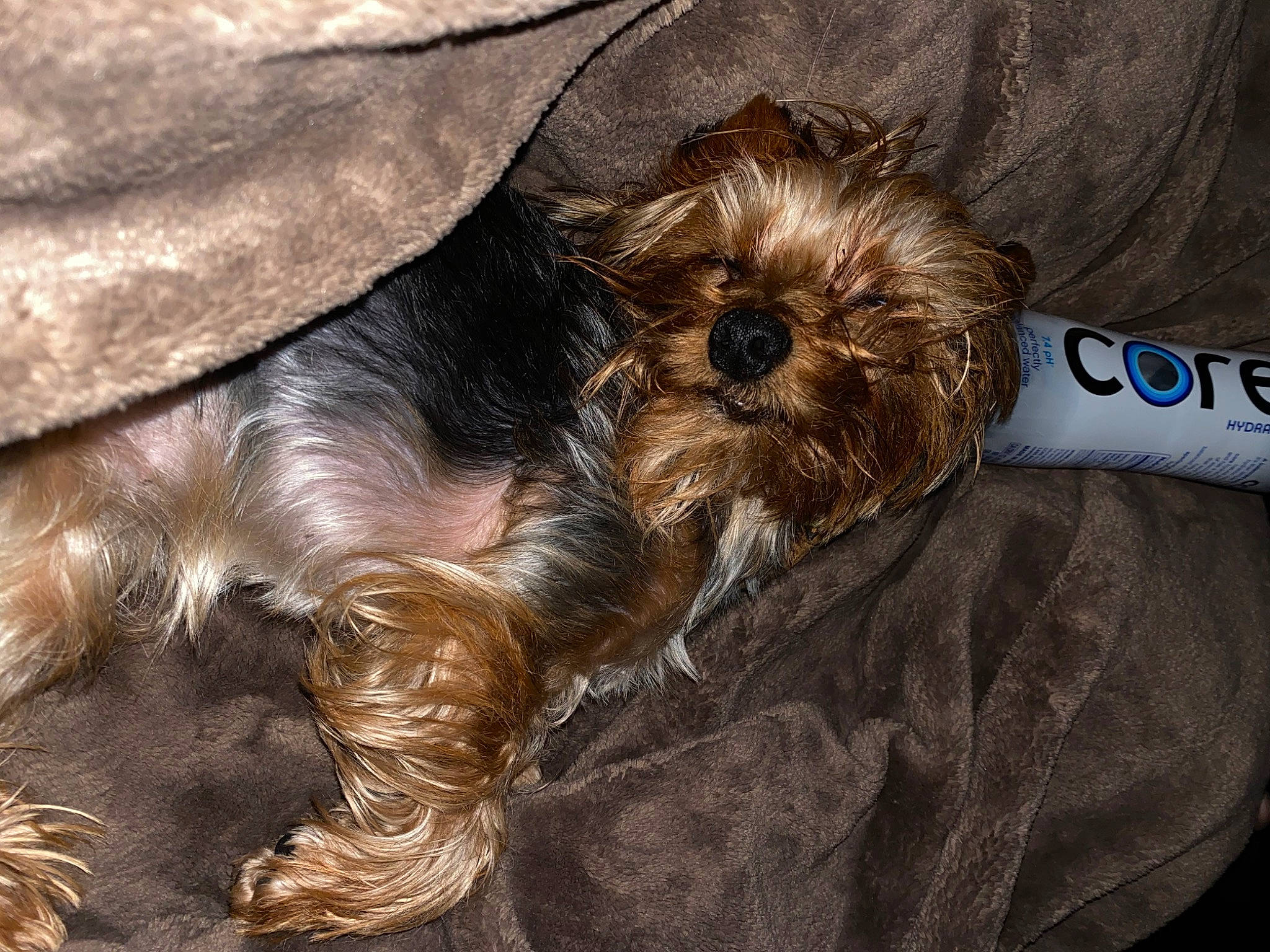 Ana joined the competition — help win amazing prizes! australian_silky_terrier, bolonka, canidae, carnivore, chinese_imperial_dog, companion_dog, dog, dog_breed, liver, maltepoo, morkie, puppy, rare_breed_dog, shih_tzu, skin, small_terrier, sporting_group, terrier, toy_dog, yorkshire_terrier