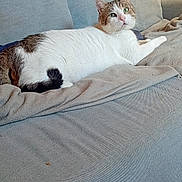 Titi participe au concours pour gagner de l'argent avec cette photo : cat, couch, blanket, indoor, furniture, pet, relaxing, sunlight, cozy, home, domestic_animal, fur, animal, resting, whiskers, tabby, green_eyes, painting, flower, wooden_chair