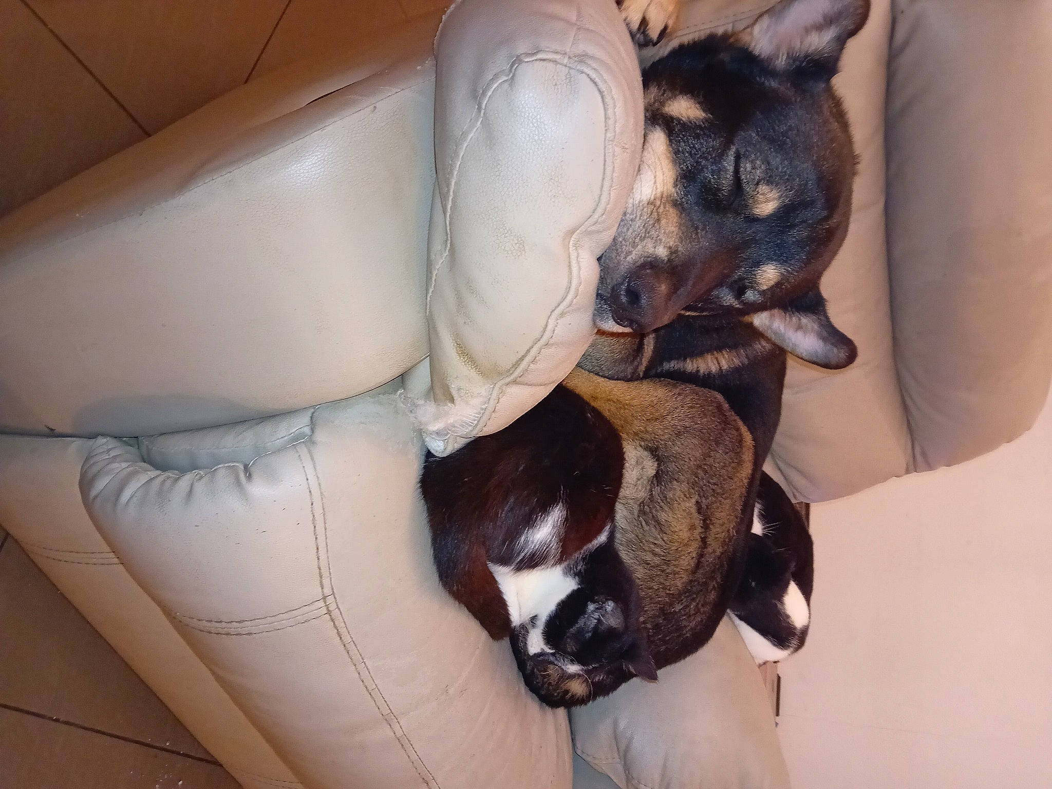 Palto participe au concours pour gagner de l'argent avec cette photo : boston_terrier, canidae, car_seat, carnivore, collar, comfort, companion_dog, dog, dog_breed, ear, fawn, fur, non_sporting_group, paw, pet_supply, snout, sporting_group, toy_dog, whiskers, working_animal