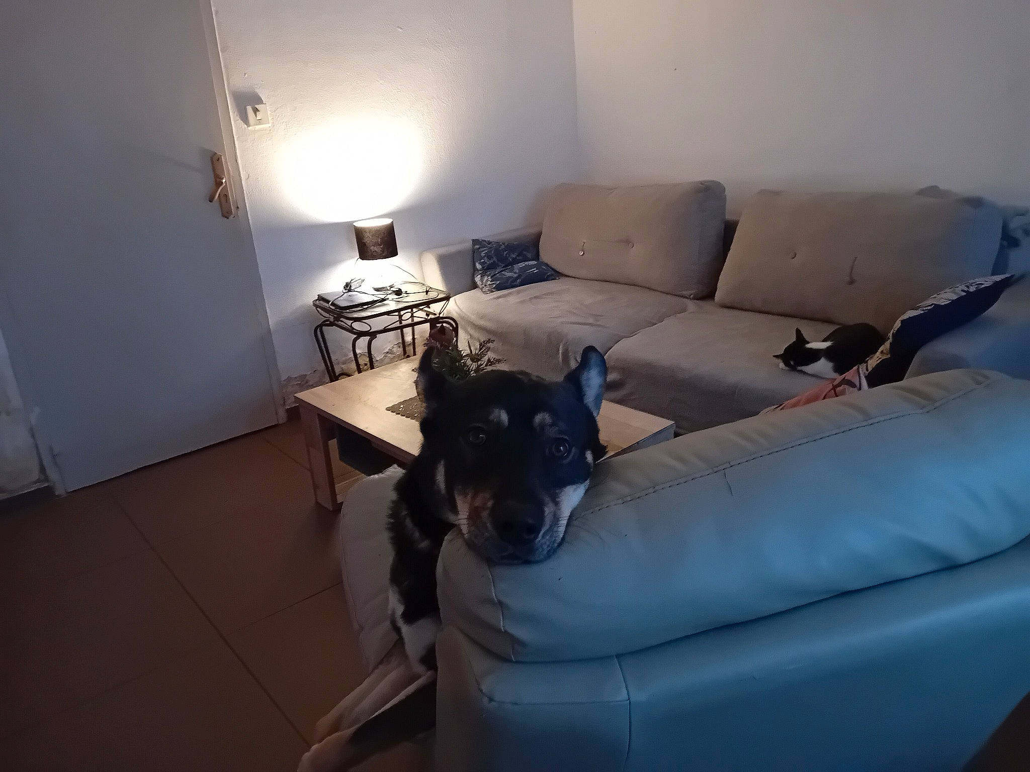 Palto participe au concours pour gagner de l'argent avec cette photo : building, carnivore, comfort, couch, dog, floor, flooring, furniture, hardwood, house, interior_design, lamp, light, lighting, living_room, sofa_bed, studio_couch, table, tints_and_shades, wood