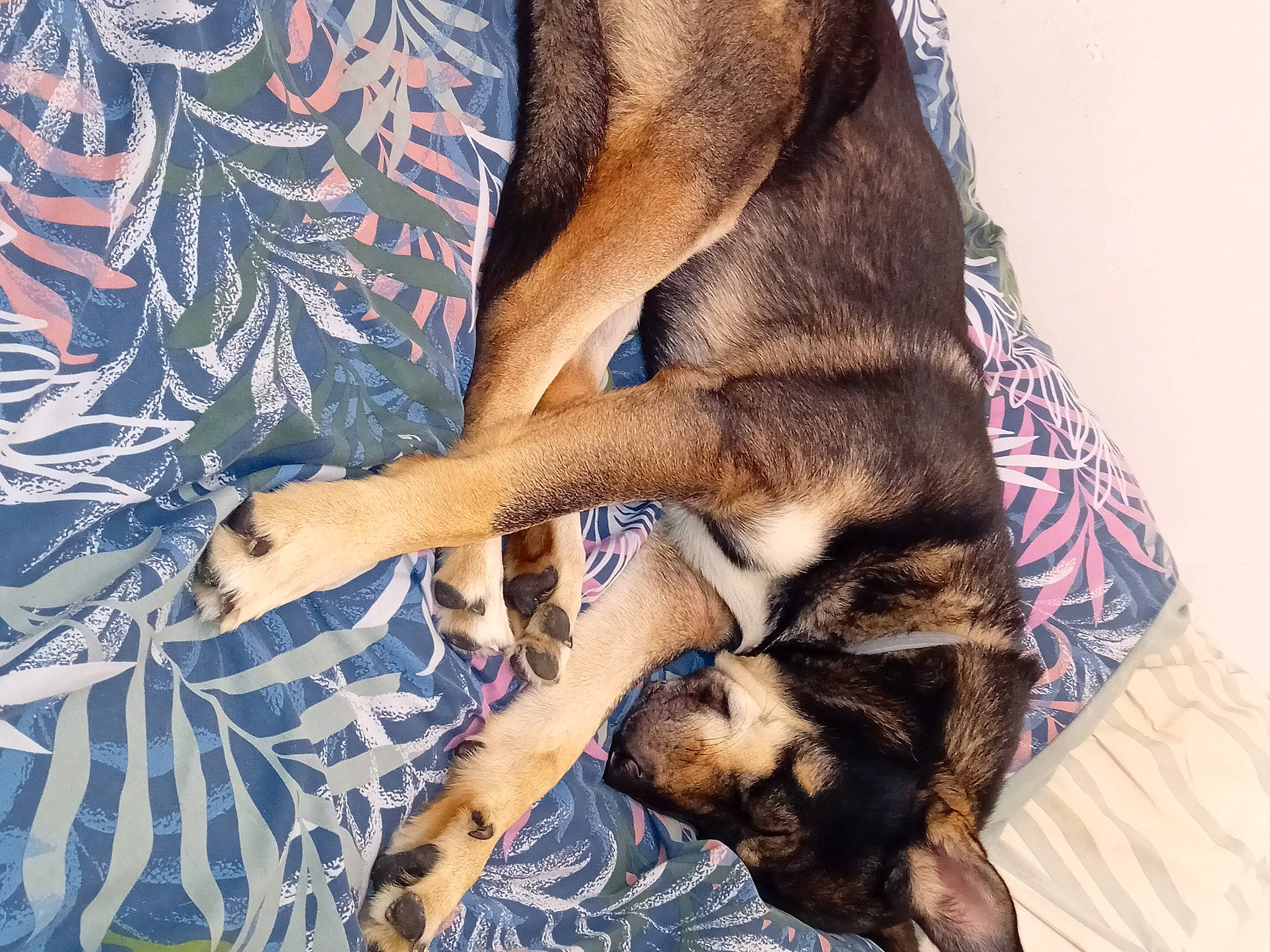 Palto a rejoint le concours — aidez-le/la à gagner de superbes lots ! art, canidae, carnivore, comfort, companion_dog, dog, dog_breed, electric_blue, fawn, felidae, fur, guard_dog, human_leg, linens, nap, pattern, paw, sporting_group, whiskers, working_animal