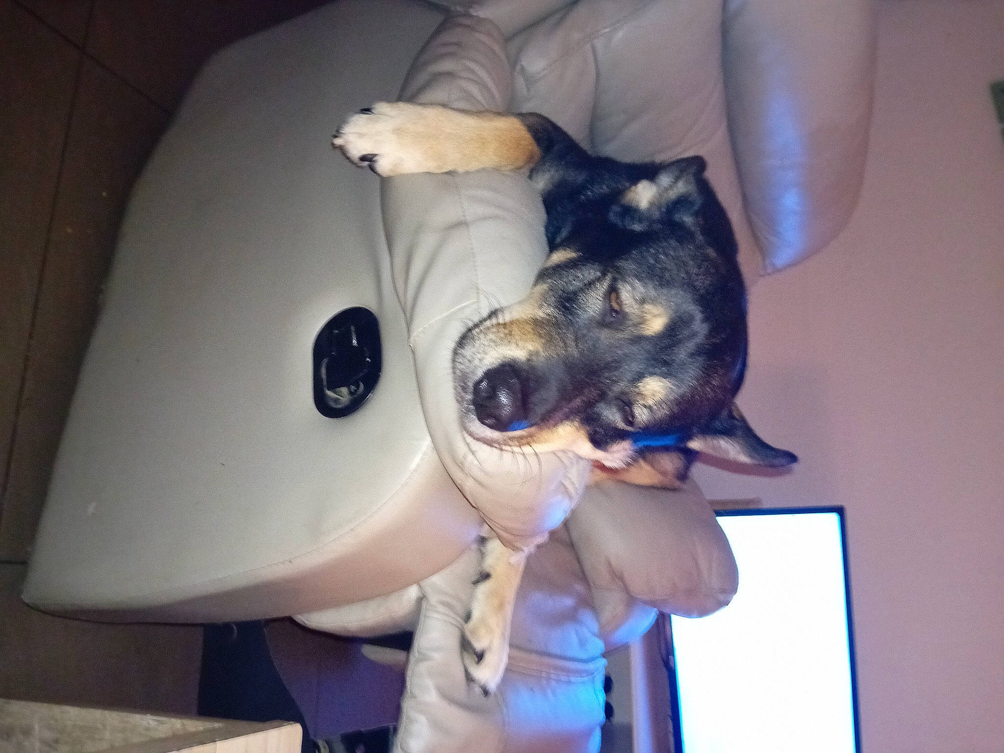 Palto a rejoint le concours — aidez-le/la à gagner de superbes lots ! canidae, carnivore, comfort, companion_dog, couch, dog_breed, domestic_short_haired_cat, ear, felidae, fur, jaw, mammal, personal_protective_equipment, small_to_medium_sized_cats, snout, sporting_group, tail, toy_dog, vertebrate, whiskers