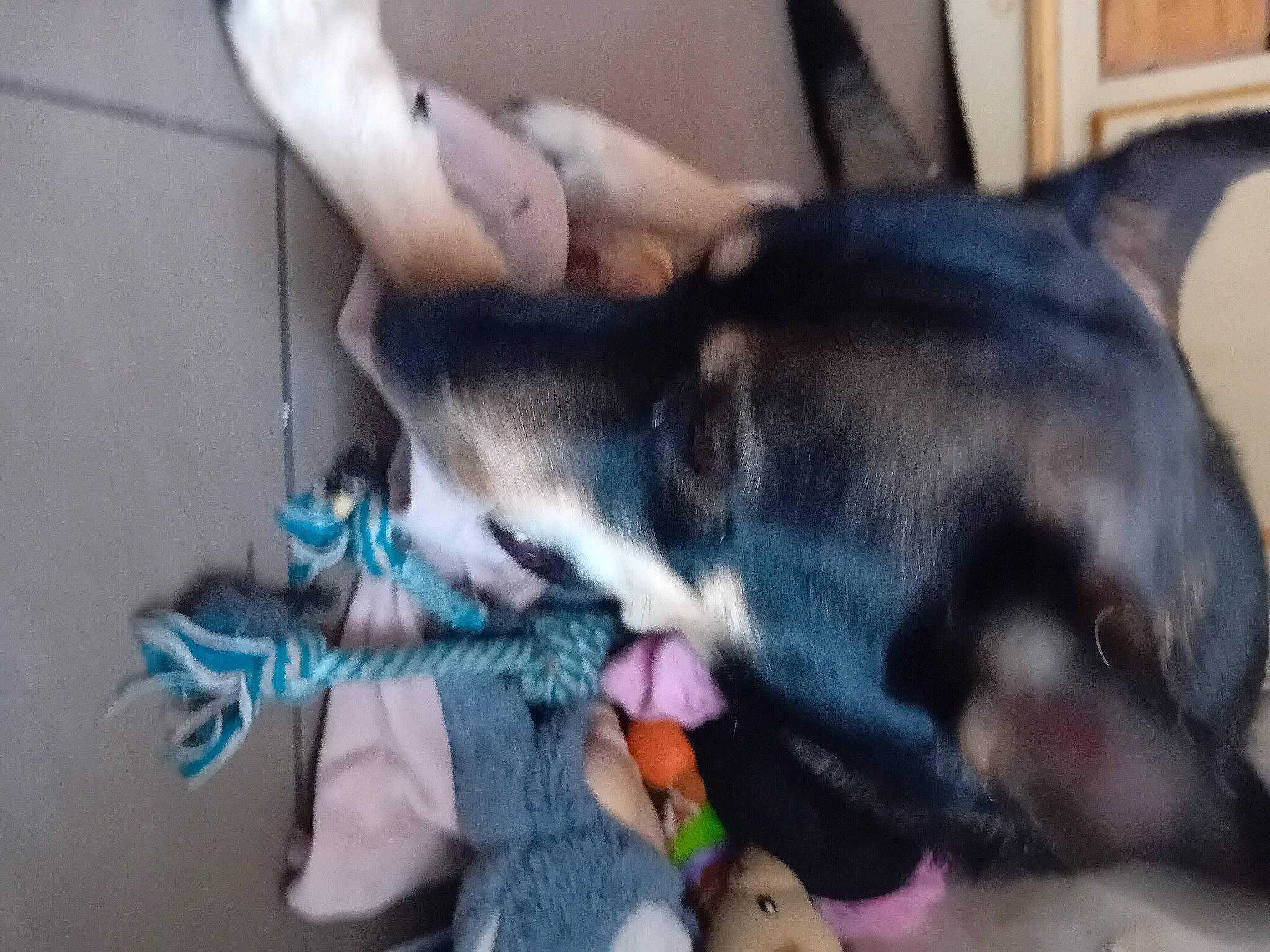 Palto participe au concours pour gagner de l'argent avec cette photo : canidae, carnivore, collar, companion_dog, dog, dog_breed, ear, electric_blue, fawn, fur, gesture, guard_dog, paw, small_to_medium_sized_cats, snout, sporting_group, tail, toy_dog, whiskers, working_animal