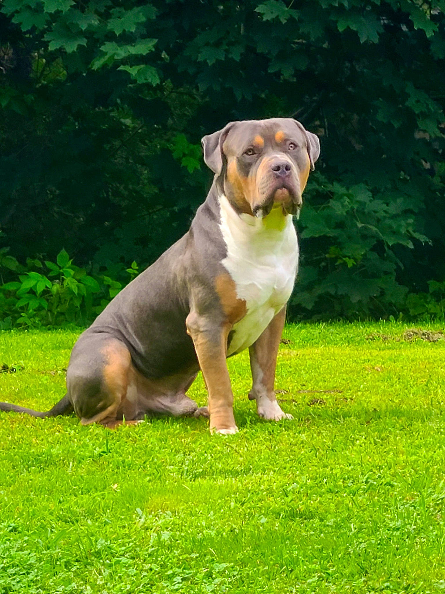 Cash is registered to the contest to win money with this photo: ancient_dog_breeds, art, canidae, carnivore, collar, companion_dog, dog, dog_breed, dog_collar, fawn, grass, grassland, molosser, non_sporting_group, plant, snout, sporting_group, tail, working_animal, working_dog