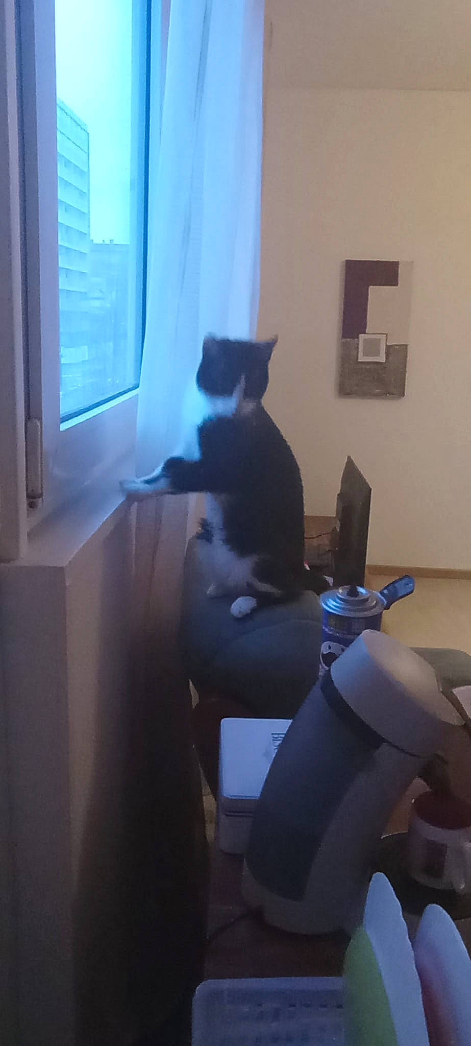 Lion participe au concours pour gagner de l'argent avec cette photo : carnivore, cat, chair, comfort, desktop_computer, domestic_short_haired_cat, felidae, flooring, fur, grey, hardwood, lap, paper_product, room, sitting, small_to_medium_sized_cats, tail, whiskers, window, wood