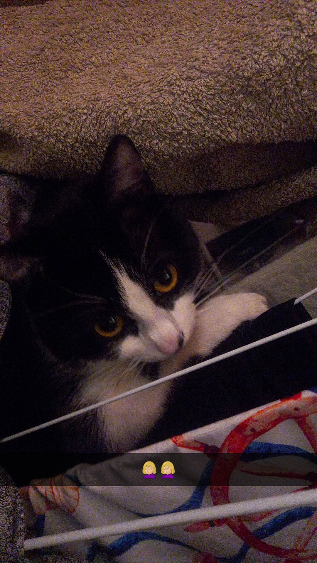 Lion participe au concours pour gagner de l'argent avec cette photo : audio_equipment, bag, box, carnivore, cat, cloud, comfort, domestic_short_haired_cat, felidae, fur, metal, night, paw, sky, small_to_medium_sized_cats, snout, square, tail, whiskers, wire