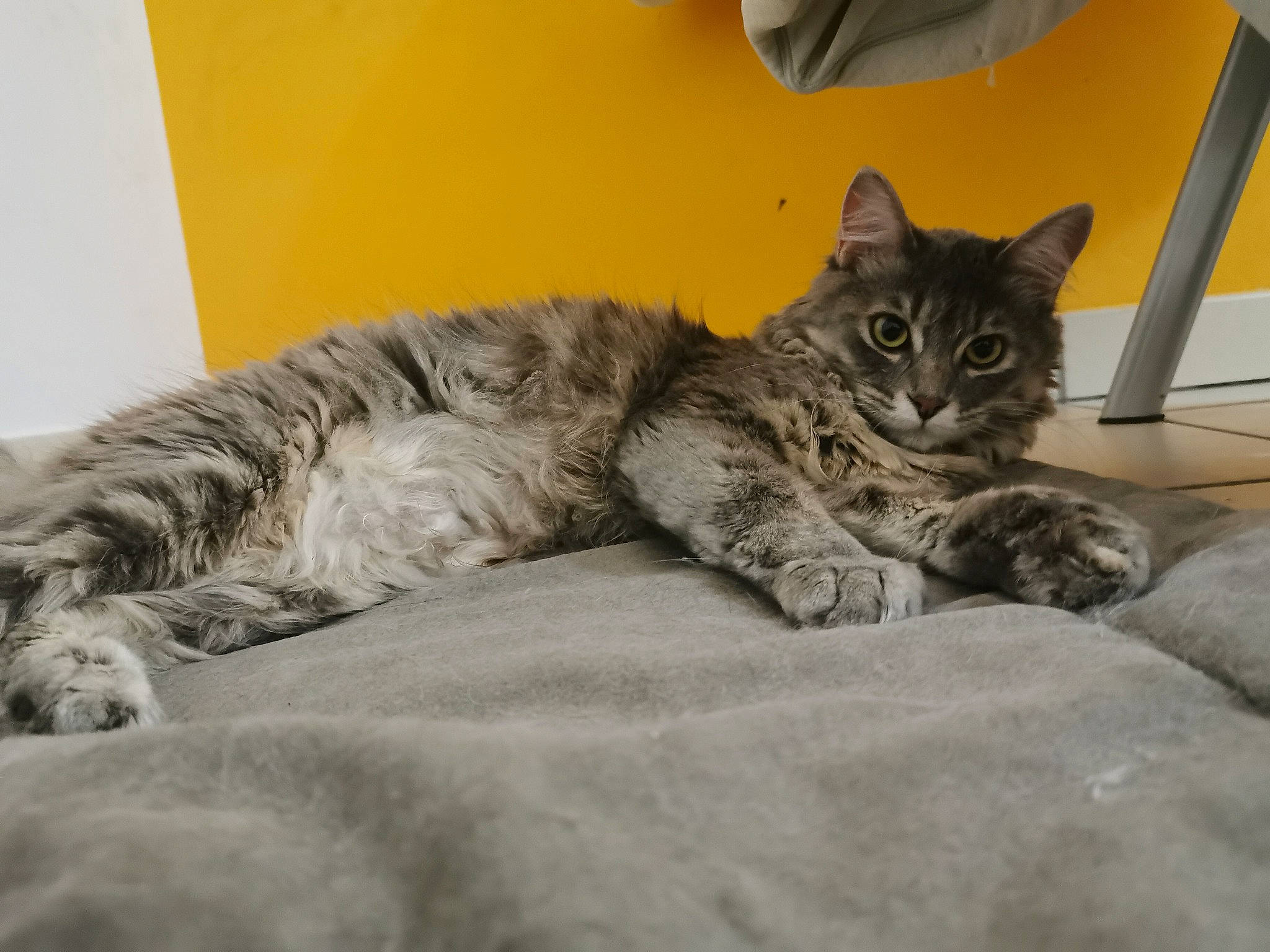 Ony participe au concours pour gagner de l'argent avec cette photo : american_shorthair, asian, british_semi_longhair, california_spangled, carnivore, cat, domestic_short_haired_cat, dragon_li, european_shorthair, felidae, kitten, maine_coon, mammal, paw, pixie_bob, small_to_medium_sized_cats, snout, tabby_cat, vertebrate, whiskers