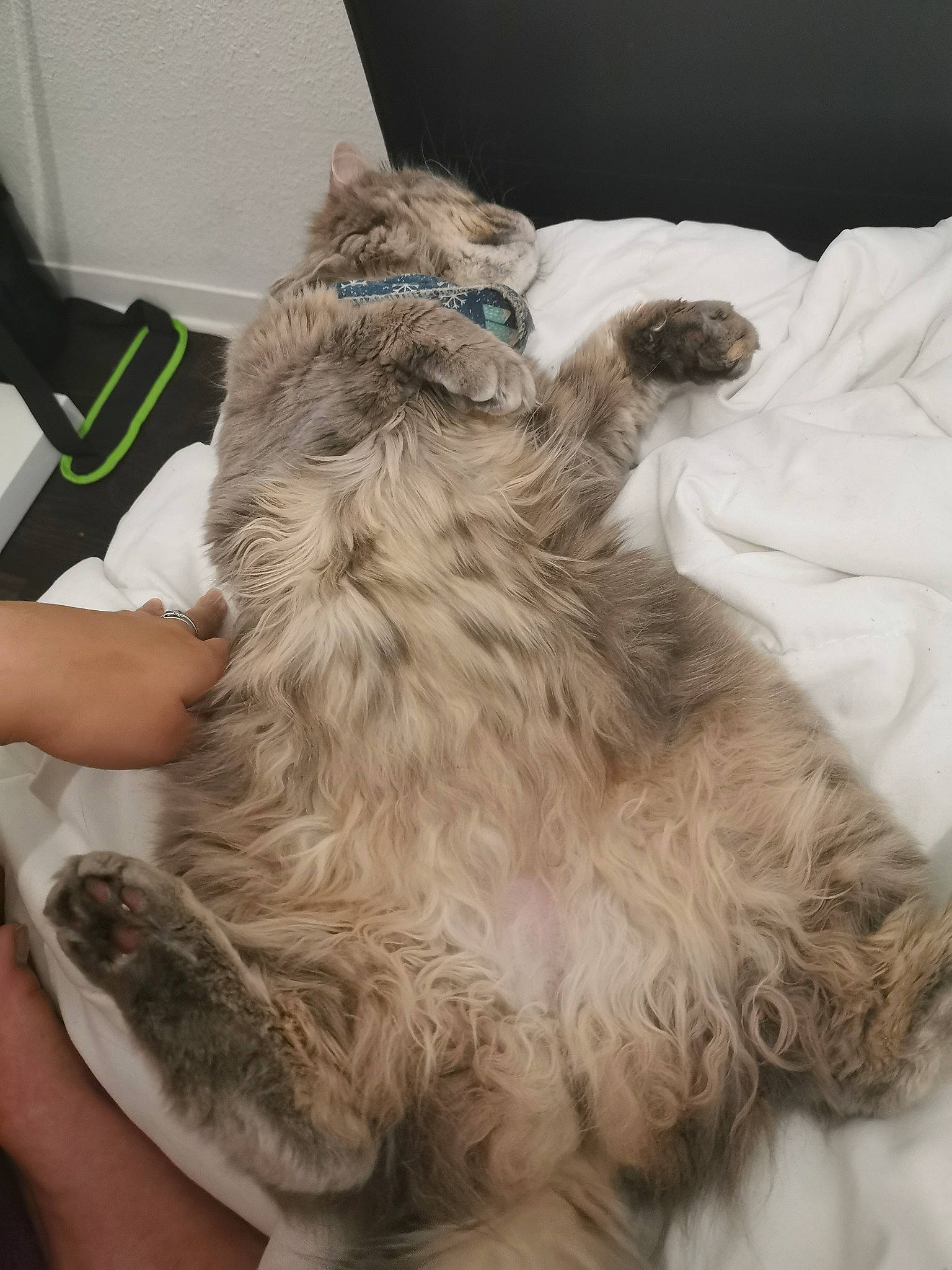 Ony a rejoint le concours — aidez-le/la à gagner de superbes lots ! british_longhair, canidae, carnivore, cat, claw, domestic_long_haired_cat, felidae, fur, kitten, maine_coon, norwegian_forest_cat, siberian, small_to_medium_sized_cats, tabby_cat, whiskers