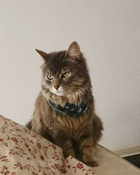 Ony a rejoint le concours — aidez-le/la à gagner de superbes lots ! asian, asian_semi_longhair, british_semi_longhair, carnivore, cat, cymric, domestic_long_haired_cat, domestic_short_haired_cat, dragon_li, european_shorthair, felidae, maine_coon, mammal, norwegian_forest_cat, pixie_bob, siberian, small_to_medium_sized_cats, tabby_cat, vertebrate, whiskers