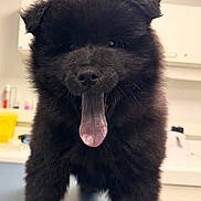 Archy a rejoint le concours — aidez-le/la à gagner de superbes lots ! puppy, dog, black_fur, tongue_out, fluffy, pet, animal, indoor, close_up, cute, canine, young_dog, fur, face, mouth_open, playful, looking_at_camera, table, background_blur, domestic