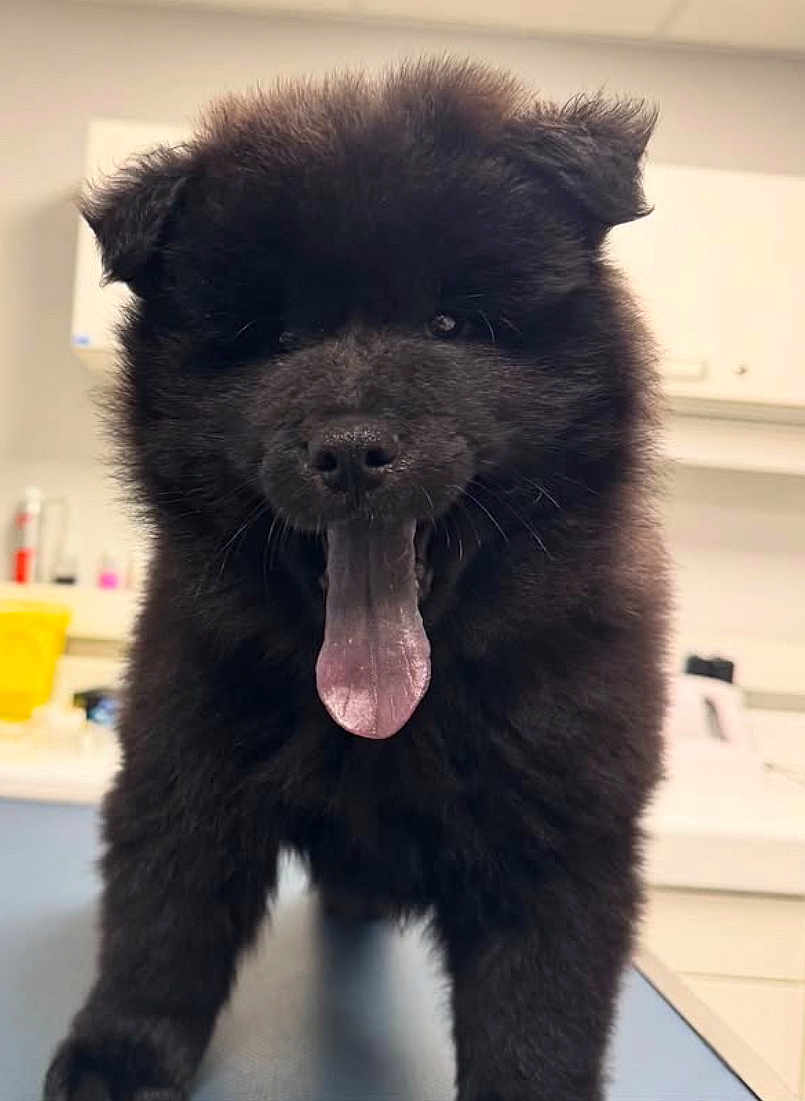 Archy a rejoint le concours — aidez-le/la à gagner de superbes lots ! puppy, dog, black_fur, tongue_out, fluffy, pet, animal, indoor, close_up, cute, canine, young_dog, fur, face, mouth_open, playful, looking_at_camera, table, background_blur, domestic
