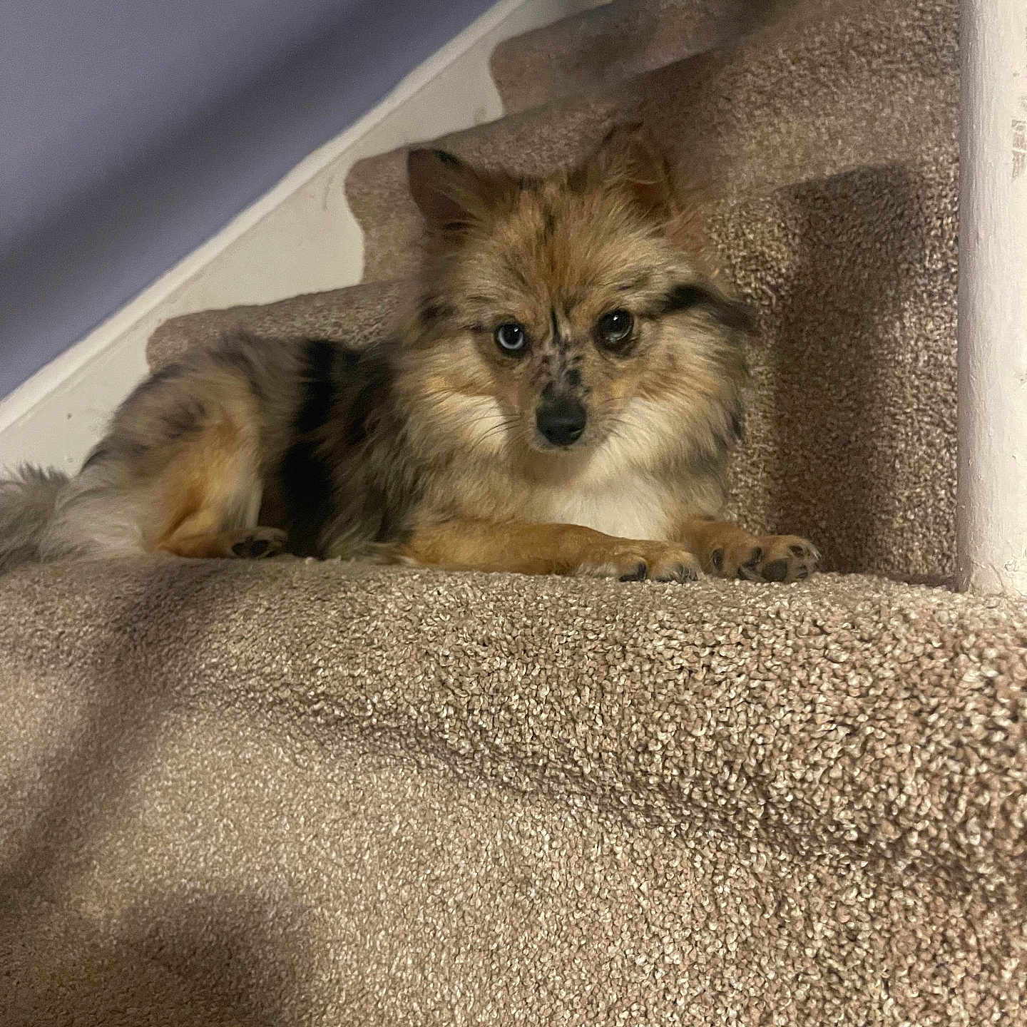 Chelsea is registered to the contest to win money with this photo: animal, architecture, building, canine, cat, cockerspaniel, couch, dog, eskimodog, furniture, homedecor, house, housing, husky, indoors, interiordesign, papillon, pet, puppy, staircase