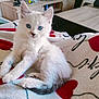 kitten, cat, blue_eyes, white_fur, fluffy, blanket, red_hearts, cursive_text, living_room, television, wooden_furniture, cozy, pet, cute, animal, indoor, relaxing, small_animal, fur, domestic_cat