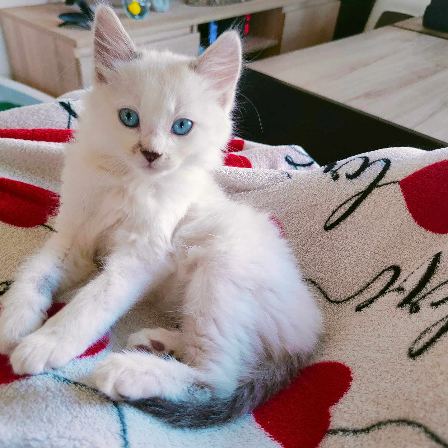 Peluche participe au concours pour gagner de l'argent avec cette photo : animal, blanket, blue_eyes, cat, cozy, cursive_text, cute, domestic_cat, fluffy, fur, indoor, kitten, living_room, pet, red_hearts, relaxing, small_animal, television, white_fur, wooden_furniture