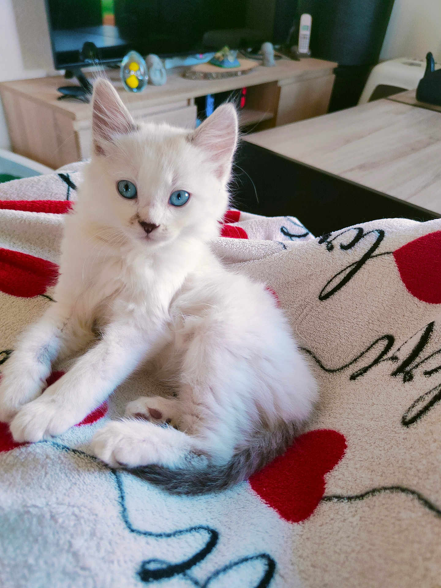 Peluche participe au concours pour gagner de l'argent avec cette photo : kitten, cat, blue_eyes, white_fur, fluffy, blanket, red_hearts, cursive_text, living_room, television, wooden_furniture, cozy, pet, cute, animal, indoor, relaxing, small_animal, fur, domestic_cat