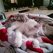 Peluche participe au concours pour gagner de l'argent avec cette photo : animal, blanket, comfort, cozy, cute, domestic_animal, fur, furniture, glass, home, indoor, kitten, living_room, nap, pet, relaxation, rest, sleeping, soft_light, table