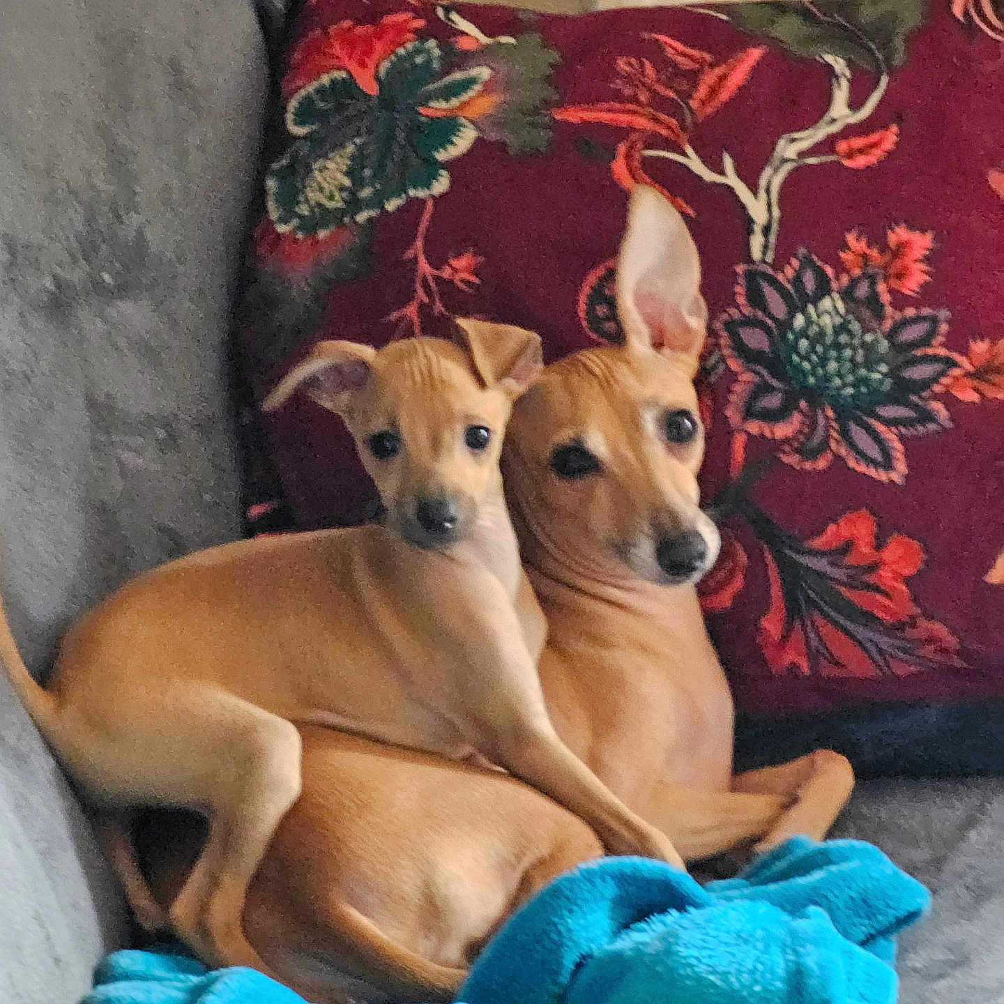 Rhapsodie Et Azzaro participe au concours pour gagner de l'argent avec cette photo : animal, blanket, companion, couch, cozy, cute, dog, domestic, furniture, indoor, pet, pillow, playful, puppy, relaxed, resting, small_dog, snuggling, tan_dog, toy