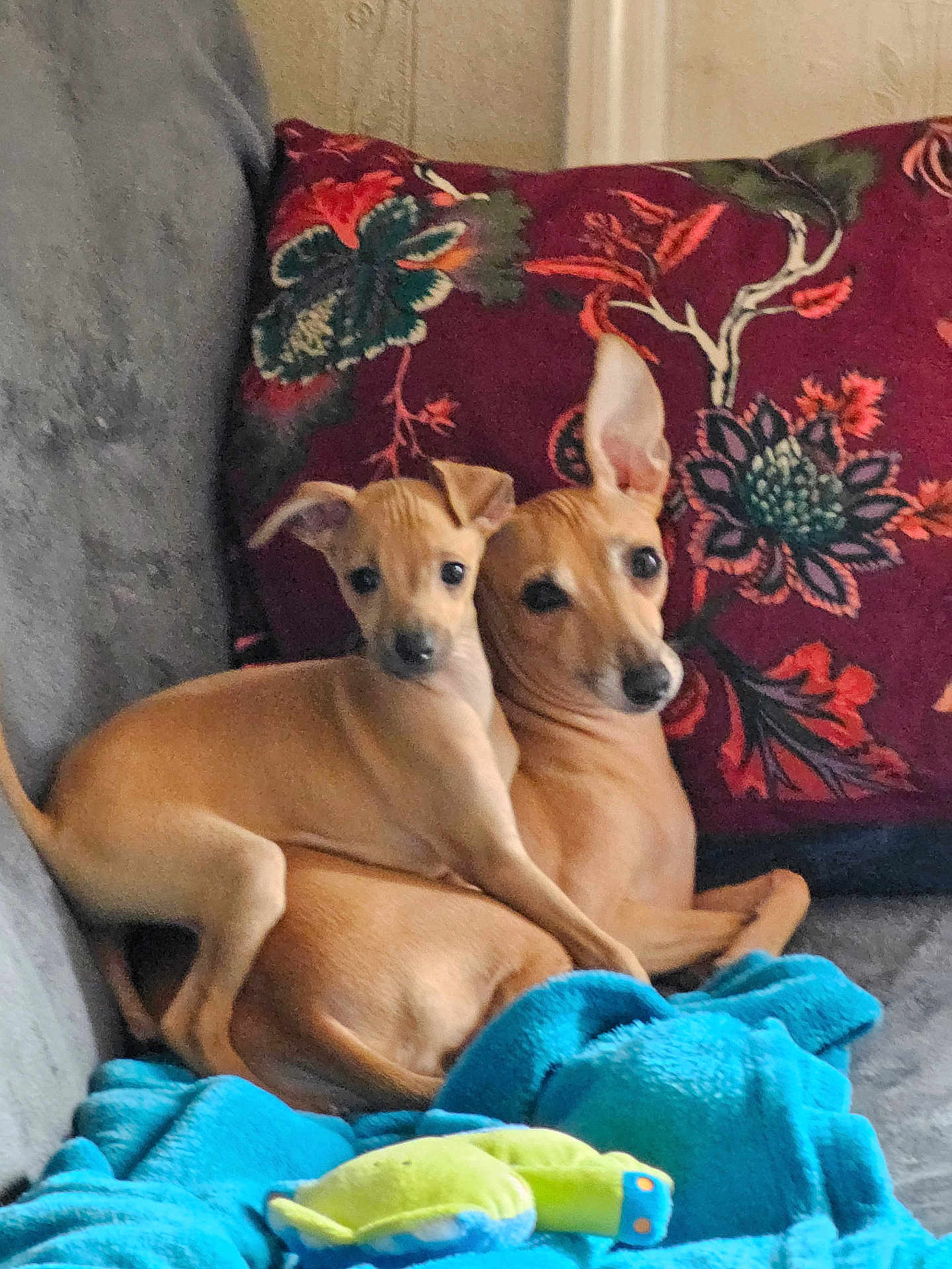Rhapsodie Et Azzaro participe au concours pour gagner de l'argent avec cette photo : animal, blanket, companion, couch, cozy, cute, dog, domestic, furniture, indoor, pet, pillow, playful, puppy, relaxed, resting, small_dog, snuggling, tan_dog, toy