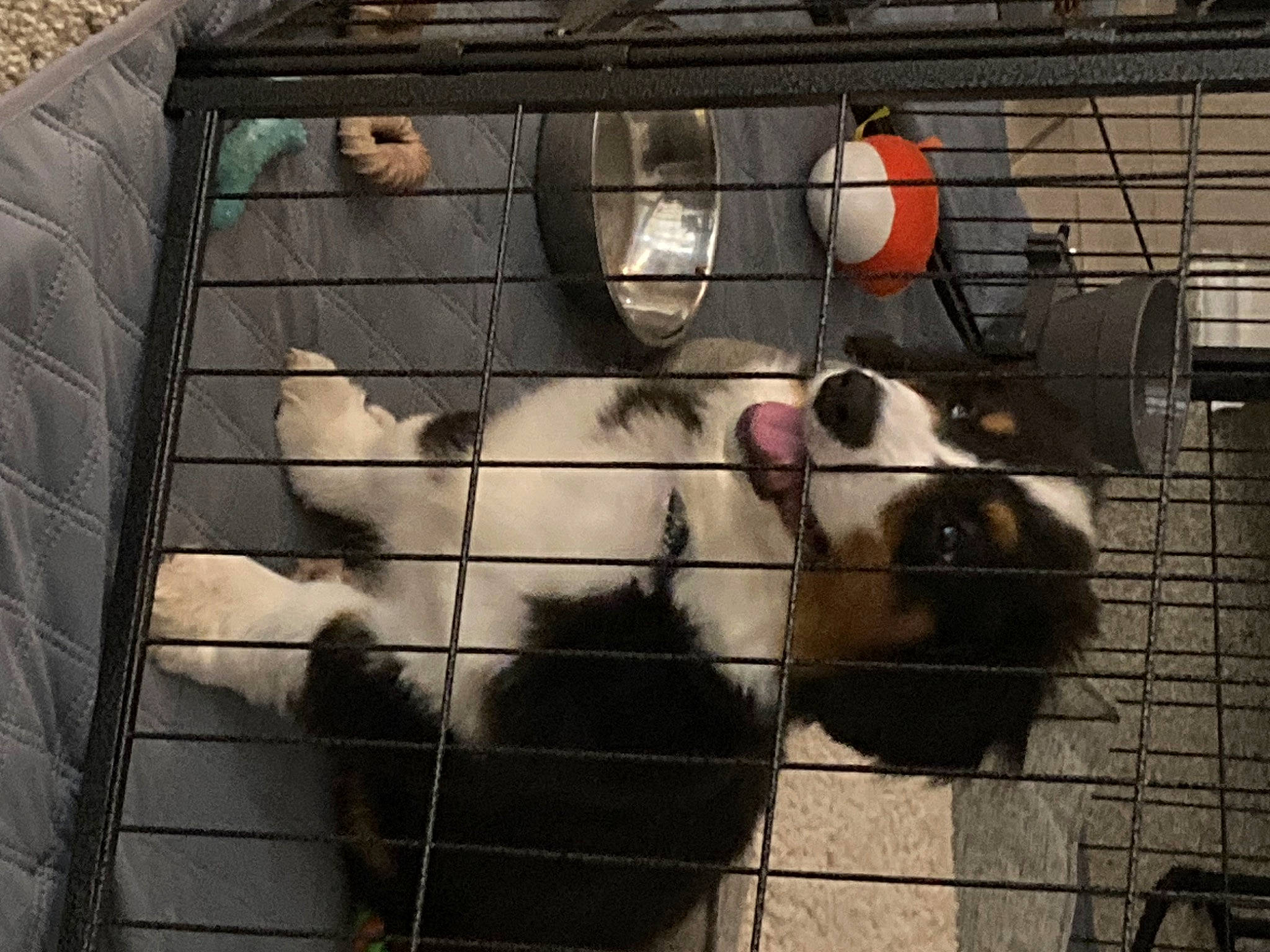 Dakota joined the competition — help win amazing prizes! animal_shelter, cage, canidae, carnivore, dog_breed, dog_supply, fur, gas, kennel, mesh, metal, mousetrap, panda, pet_supply, recreation, service, snout, terrestrial_animal, whiskers, wildlife