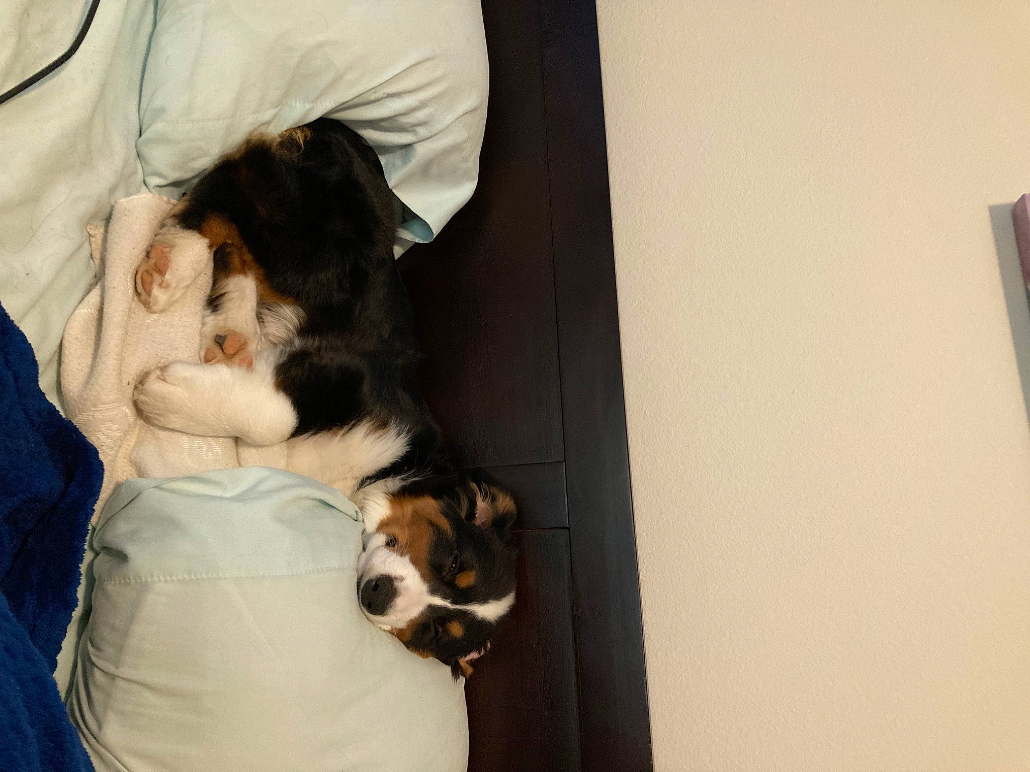 Dakota joined the competition — help win amazing prizes! bed, canidae, carnivore, comfort, companion_dog, couch, dog, dog_breed, fawn, felidae, fur, hardwood, linens, mammal, small_to_medium_sized_cats, sporting_group, tail, toy_dog, vertebrate, whiskers