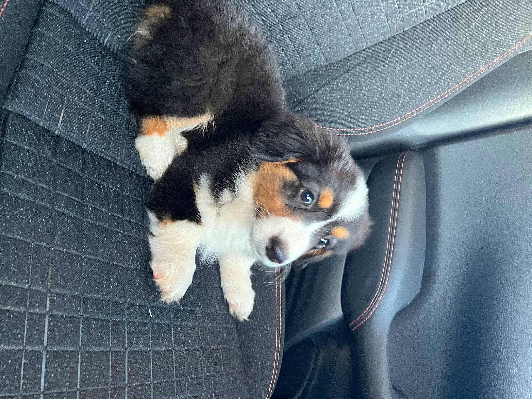 Dakota is registered to the contest to win money with this photo: automotive_exterior, automotive_lighting, canidae, carnivore, claw, companion_dog, dog_breed, domestic_short_haired_cat, electric_blue, felidae, fur, hood, paw, small_to_medium_sized_cats, snout, sporting_group, tail, terrestrial_animal, whiskers, windshield