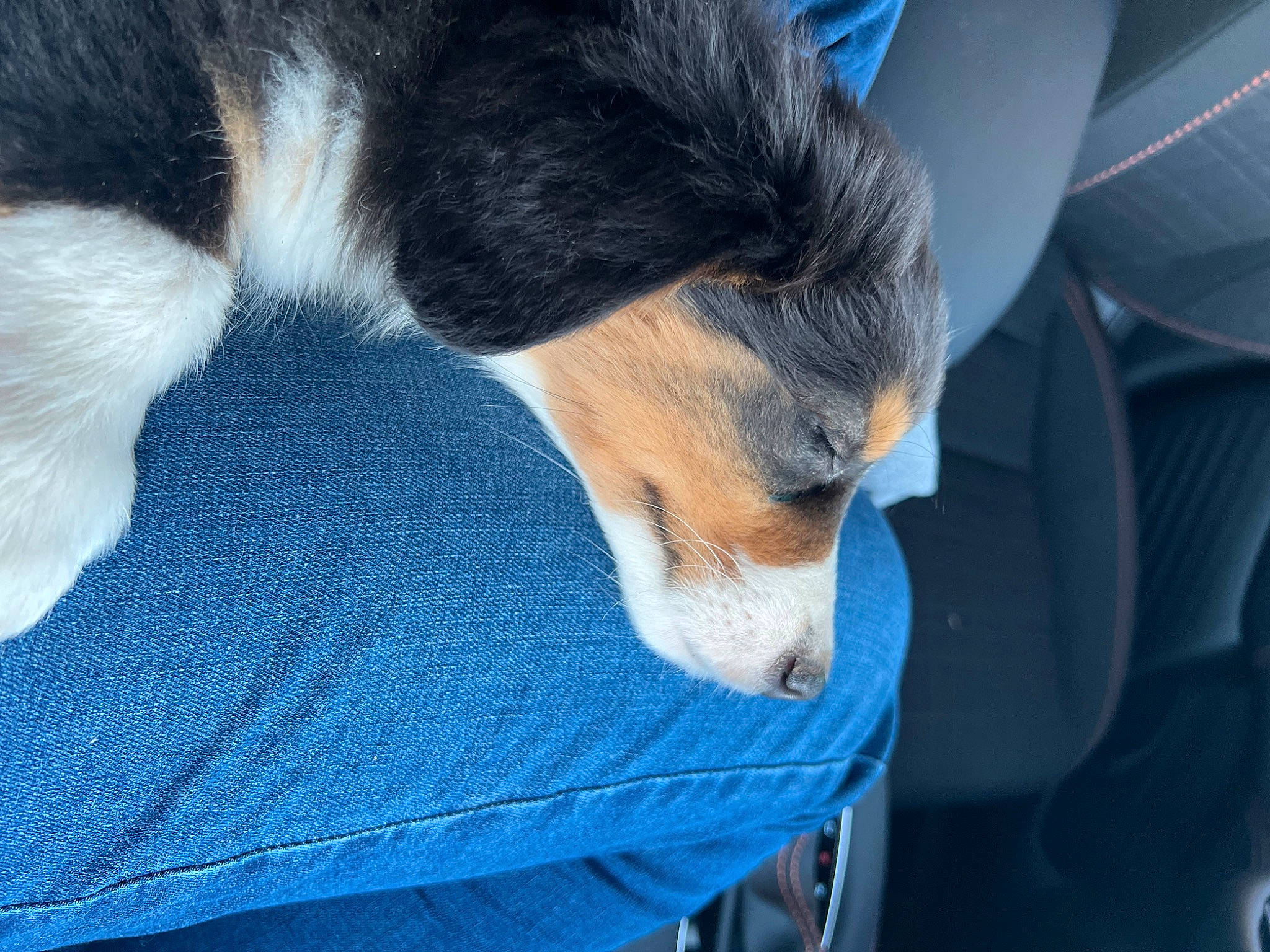 Dakota joined the competition — help win amazing prizes! canidae, carnivore, claw, comfort, companion_dog, dog, dog_breed, electric_blue, foot, fur, human_leg, nap, paw, service, sleep, snout, sporting_group, tail, terrestrial_animal, whiskers