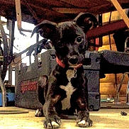 Flash is registered to the contest to win money with this photo: puppy, dog, black_dog, collar, indoor, workshop, toolbox, floor, curious, sitting, ears, pet, animal, young_dog, concrete, wooden_table, equipment, red_collar, paw, looking