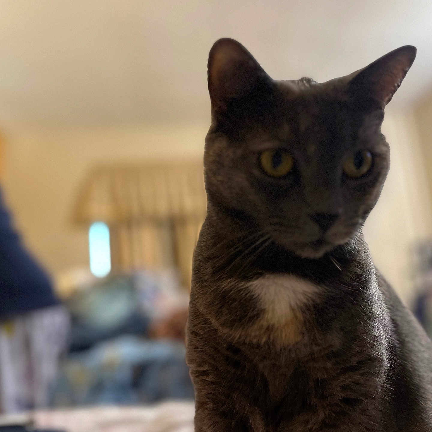 Melissa Jones joined the competition — help win amazing prizes! animal, blurred_background, cat, close_up, curious, domestic, ears, eyes, feline, fur, grey_cat, household, indoor, mammal, pet, room, sitting, soft_light, whiskers, white_patch