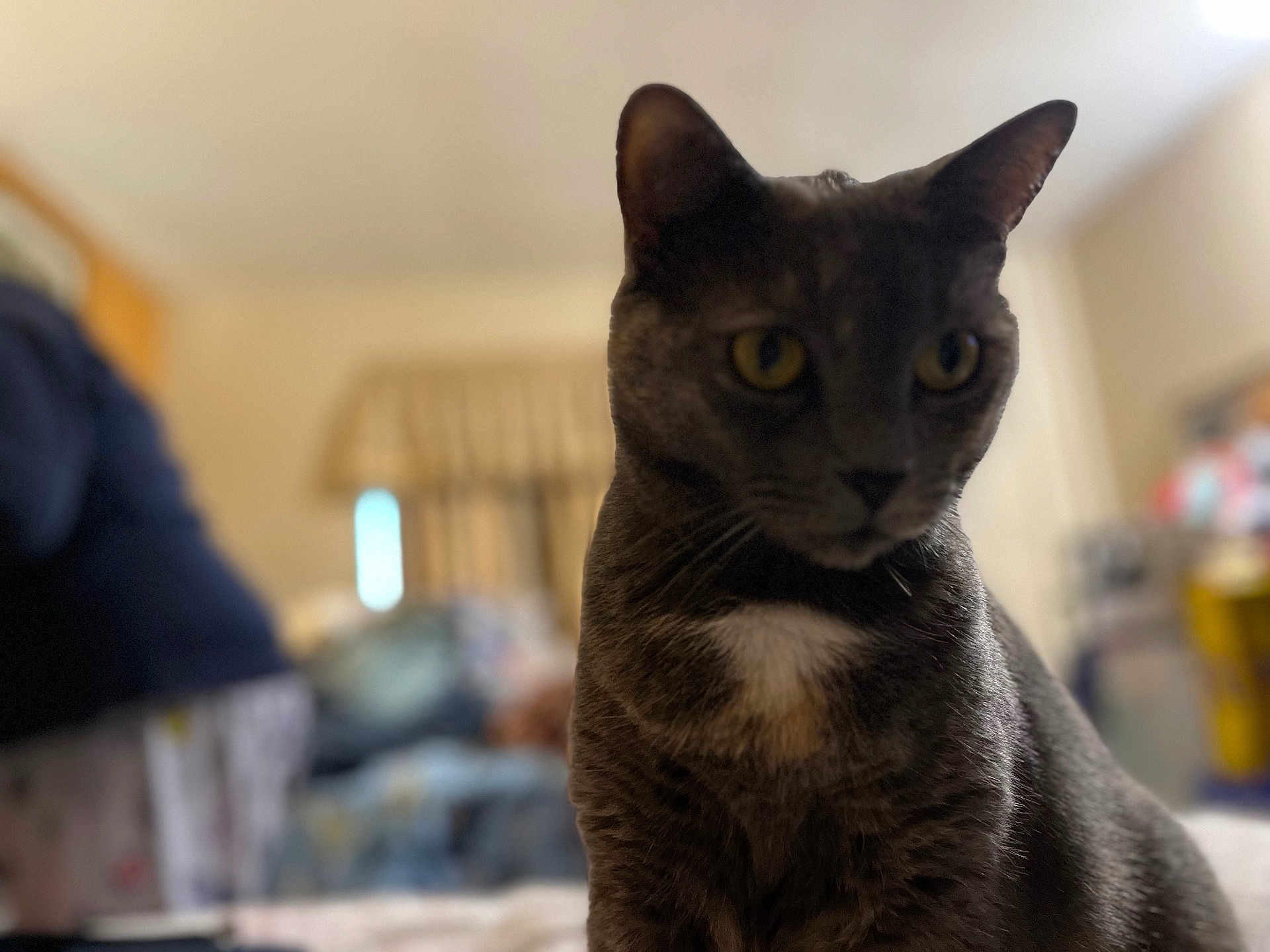 Melissa Jones joined the competition — help win amazing prizes! animal, blurred_background, cat, close_up, curious, domestic, ears, eyes, feline, fur, grey_cat, household, indoor, mammal, pet, room, sitting, soft_light, whiskers, white_patch