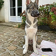 Rio participe au concours pour gagner de l'argent avec cette photo : dog, puppy, sitting, courtyard, outdoor, pointy_ears, blue_eye, fur, canine, portrait, garden, flowers, plants, house, door, cobblestones, blanket, smartphone, card, alert