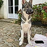 dog, puppy, sitting, courtyard, outdoor, pointy_ears, blue_eye, fur, canine, portrait, garden, flowers, plants, house, door, cobblestones, blanket, smartphone, card, alert