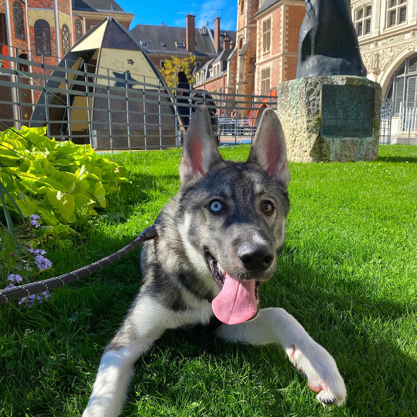 Rio a rejoint le concours — aidez-le/la à gagner de superbes lots ! dog, husky, siberian_husky, puppy, blue_eyes, heterochromia, tongue_out, panting, sitting, lying_down, leash, grass, lawn, garden, flowers, outdoor, historic_buildings, architecture, statue, sunny