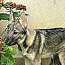 dog, puppy, shepherd_dog, german_shepherd, animal, pet, portrait, standing, alert, ears, fur, gray_coat, black_coat, outdoor, garden, flowers, hydrangea, wall, nature, closeup