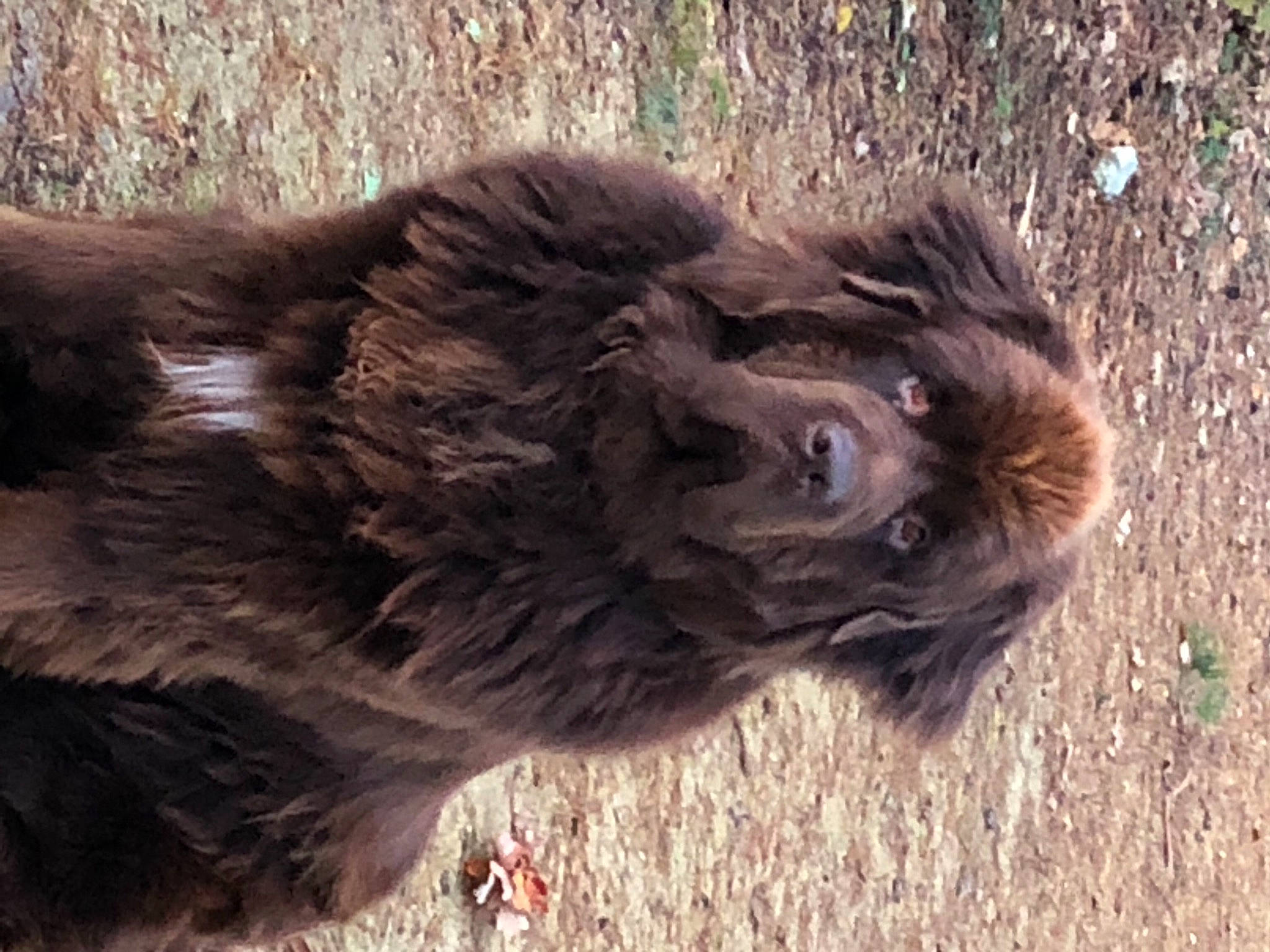 Pétrus participe au concours pour gagner de l'argent avec cette photo : accipitriformes, bovine, bull, canidae, carnivore, companion_dog, dog_breed, fur, grass, horn, liver, livestock, masai_lion, snout, soil, sporting_group, terrestrial_animal, wildlife, working_animal, yak