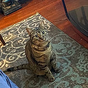 Wizkid joined the competition — help win amazing prizes! cat, tabby, pet, indoor, floor, rug, wood_floor, curious, animal, feline, collar, domestic, sitting, looking_up, whiskers, ears, tail, household, pattern, cozy
