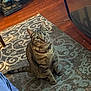 cat, tabby, pet, indoor, floor, rug, wood_floor, curious, animal, feline, collar, domestic, sitting, looking_up, whiskers, ears, tail, household, pattern, cozy