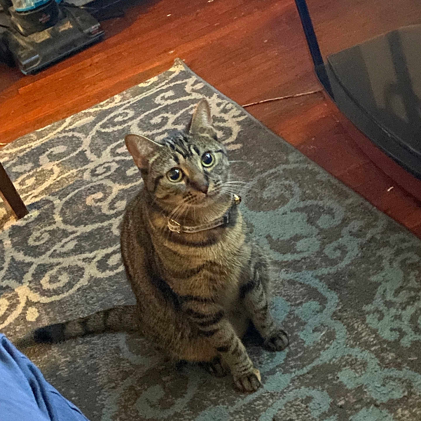 Wizkid joined the competition — help win amazing prizes! animal, cat, collar, cozy, curious, domestic, ears, feline, floor, household, indoor, looking_up, pattern, pet, rug, sitting, tabby, tail, whiskers, wood_floor