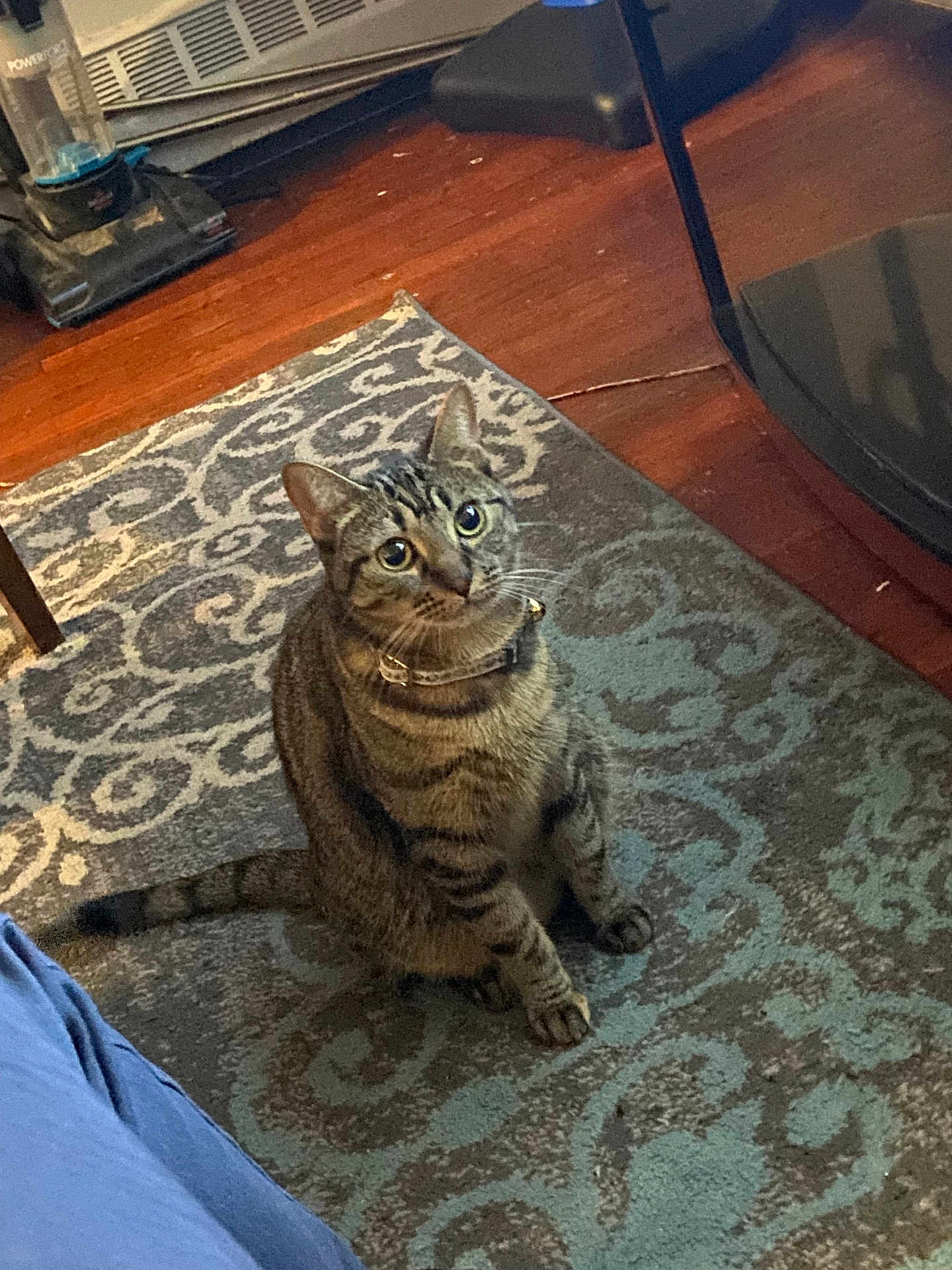 Wizkid joined the competition — help win amazing prizes! cat, tabby, pet, indoor, floor, rug, wood_floor, curious, animal, feline, collar, domestic, sitting, looking_up, whiskers, ears, tail, household, pattern, cozy