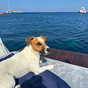 Billy a rejoint le concours — aidez-le/la à gagner de superbes lots ! dog, jack_russell_terrier, boat, ocean, sky, water, yacht, towel, deck, pet, outdoor, sunny, relaxed, sea, vacation, summer, animal, canine, leisure, marine