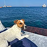 dog, jack_russell_terrier, boat, ocean, sky, water, yacht, towel, deck, pet, outdoor, sunny, relaxed, sea, vacation, summer, animal, canine, leisure, marine