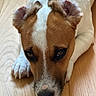 Billy a rejoint le concours — aidez-le/la à gagner de superbes lots ! dog, close_up, brown_and_white, wooden_floor, pet, animal, lying_down, ears, nose, paws, fur, indoors, canine, looking_up, expression, quiet, resting, muzzle, head, portrait
